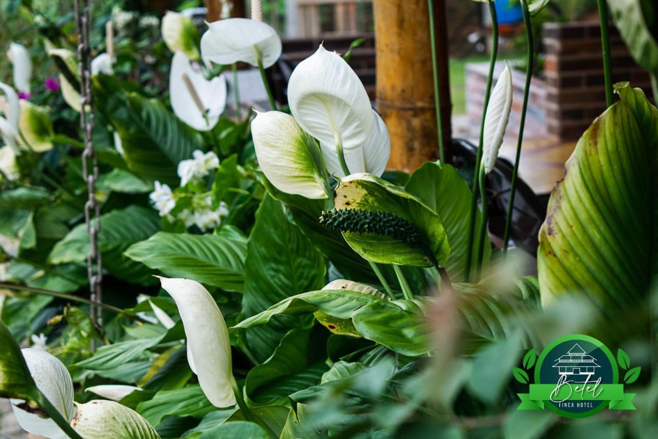 Finca Hotel Betel San Carlos Exteriör bild